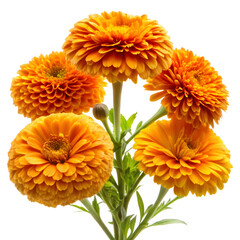 Fresh Marigold Flowers Isolated on White Background