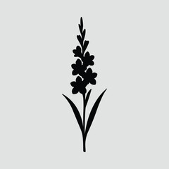 Silhouette gladiolus flower blooming on stem black Vector illustration