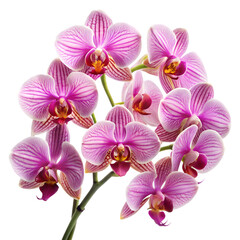 Fresh Orchid Flowers Isolated on White Background