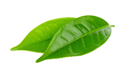Obraz premium Two vibrant green tea leaves isolated, presenting their natural beauty and texture. The leaves exhibit detailed veining and a fresh, healthy appearance