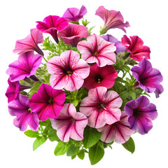 Fresh Petunia Flowers Isolated on White Background