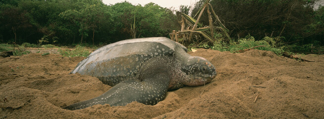 Tortue Luth, Dermochelys coriacea