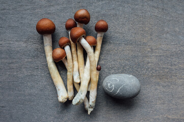 Healing with Magic Mushrooms – Psilocybin in Mental Health
