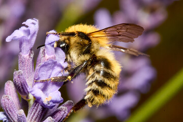 Fuzzy Bee Pollinating Lavender Flower Close-Up