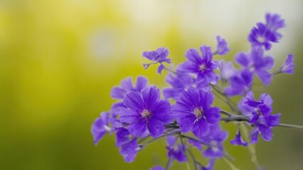 Obraz premium Vibrant purple flowers in bloom against a lush green background