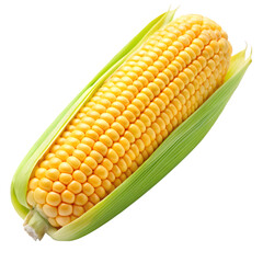 Fresh Whole Sweet Corn Isolated on White Background