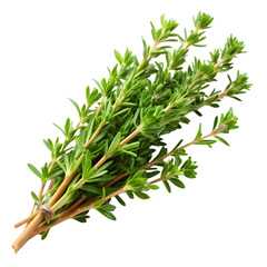 Fresh Thyme Branch Isolated on White Background