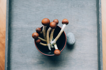 Shamanic Ritual with Entheogenic Mushrooms