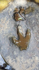 dinosaur footprints3