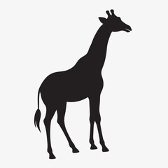  silhouette giraffe on the white background  