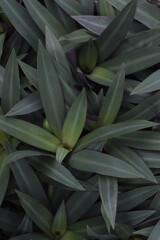 Natural background leaf of flowers