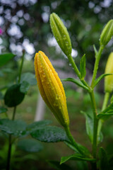 Yellow lily bud with water droplets close-up, macro photography in natural light
