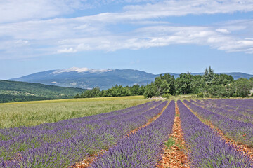 Superbe paysage provençal sous un ciel nuageux