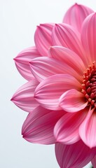 Elegant Pink Flower Petals Close-Up with Soft Background