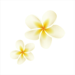 frangipani flower isolated on white