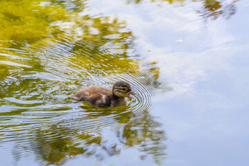 Schwimming duckling and singing with open beak