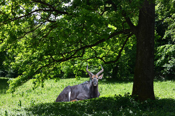 Male Nyala Greater kudu laying on the ground and looking at the camera