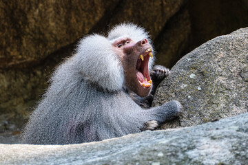 Baboon, Old World ground-dwelling monkey with wide open mouth