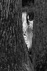 Face of a zebra between two trees in black and white
