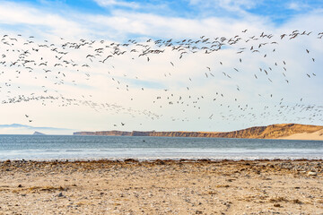 A large flock of black skimmers (Rynchops niger) flying over a remote beach in Paracas National Reserve, Peru