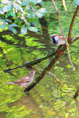 Two small bird having conversation on a tree branch