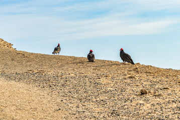 Turkey Vultures (Cathartes aura) on the cliffs at Paracas National Reserve, Peru.