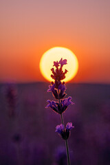 Lavender Sunset Field: Plants bloom during golden hour for aromatherapy essence under soft light.
