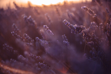 Lavender Fields Sunset: Purple flowers bloom in rows, at dusk during flowering season, for essential oils.