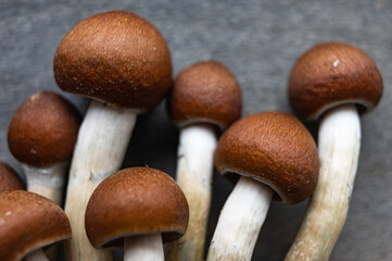Close-Up of Psilocybin Mushroom Cap