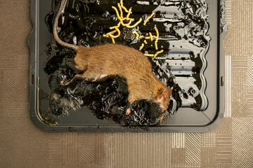Rat was stuck in the trap of glue tray.