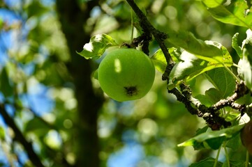 Green apples in the garden. Apples on the tree. Apple orchard.