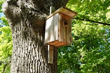 A wooden birdhouse is installed on the trunk of a large tree in the forest