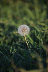 Close-up of a single dandelion seed head in a green grassy field, softly lit by natural sunlight. Peaceful and dreamy nature background