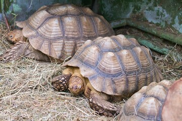 several African spurred tortoises, Centrochelys sulcata,