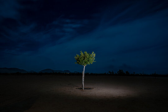 A lone tree in the dark