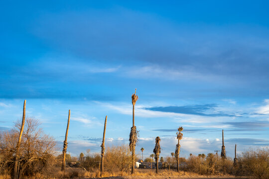 Desert Silence Under a Blue Sky