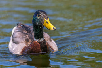 Mallard duck swimming towards the camera.