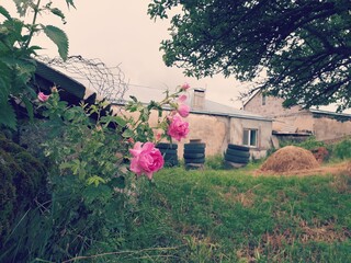 pink flowers in the garden