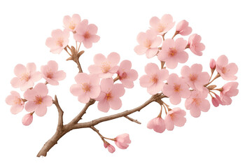 Beautiful pink cherry blossom branch in full bloom isolated on transparent background, perfect for spring designs
