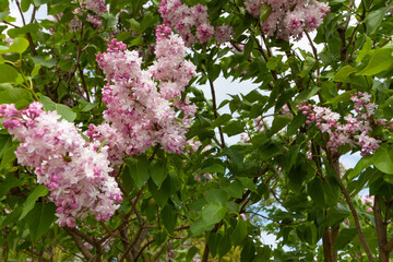 blooming lilac