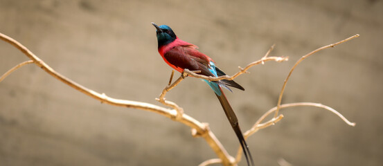 red headed bee eater