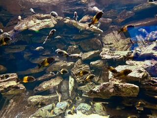 Several three spot cichlids are swimming in a large aquarium, navigating through a rocky...
