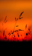 Beautiful sunset over a grassy field, casting warm golden light and peaceful atmosphere across the landscape