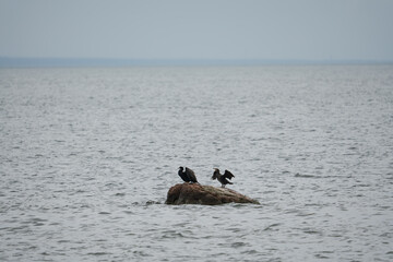 Two cormorants rest on a solitary rock in the middle of the vast Baltic Sea. A minimalist wildlife...