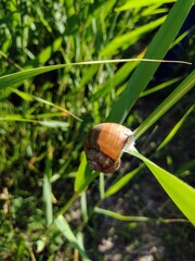 close-up brown garden snail with spiral shell resting on green grass blade in natural sunlight slow living, nature observation, biodiversity, summer still life, or educational wildlife content