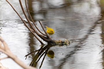 The yellow warbler (Setophaga petechia) looking for food in the stream