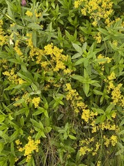 Vibrant Yellow Wildflowers Blooming in a Summer Meadow