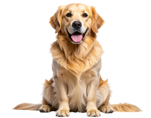  Fröhlicher Golden Retriever sitzend mit offenem Maul – PNG freigestellt, Generative AI
