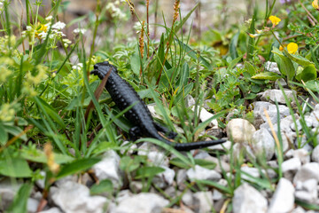 Black Salamander in mountain alps climbing through grass