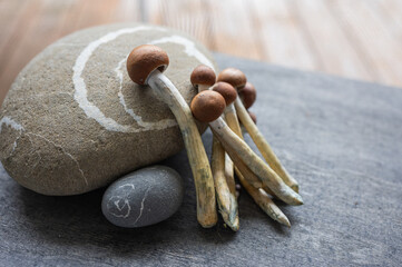 Psilocybin Cluster on Stone – Nature Meets Mind Medicine